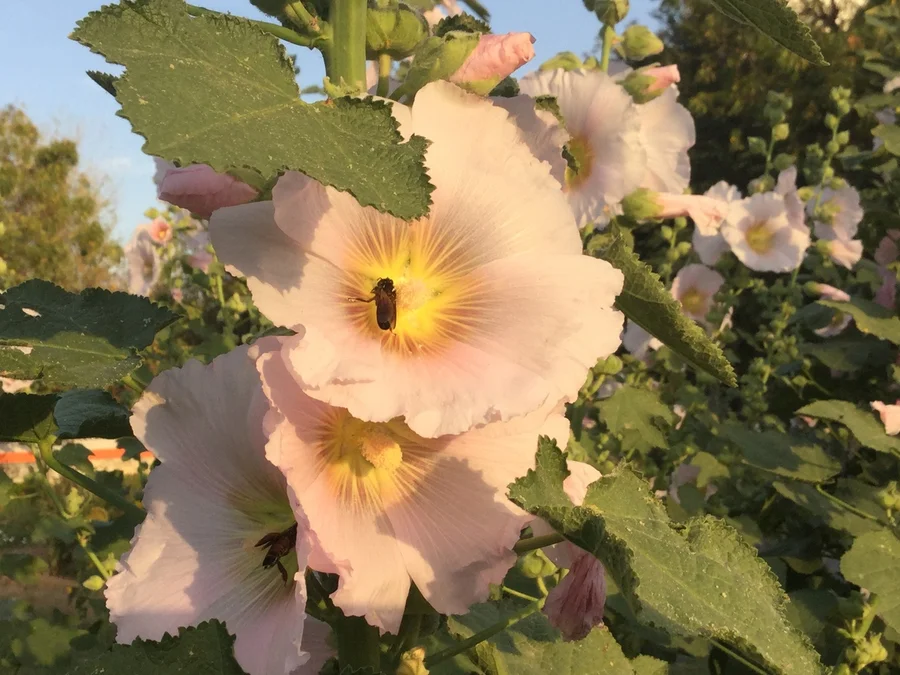 the bees enjoy too 1200